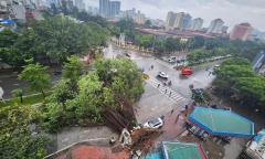 Hơn 40.000 cây xanh gãy đổ ở Hà Nội sau bão, dự kiến cứu được khoảng 3.000 cây 