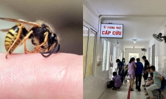 Cao Bằng: 4 người vào viện cấp cứu vì bị ong đốt