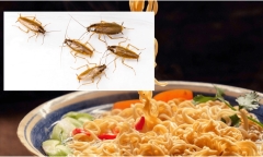Trộn nước mì tôm thừa với thứ này rồi đặt ở góc nhà, gián sẽ một đi không trở lại