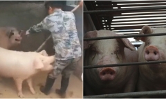 Đang cho lợn ăn thì đột quỵ, người đàn ông tỉnh dậy chứng kiến cảnh tượng kinh hoàng