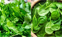 Những người không nên ăn rau mồng tơi kẻo mang bệnh vào người