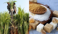 Doanh nghiệp mía đường nào hưởng lợi nhiều khi Ấn Độ cấm xuất khẩu đường?