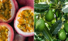 Nhiều nông sản Việt Nam có cơ hội xuất chính ngạch sang Trung Quốc