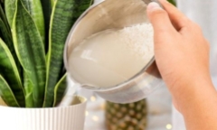 Có nên dùng nước vo gạo tưới cây trực tiếp?