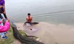 Video: Bắt được cá đuối khổng lồ nặng khoảng 300kg tại Ấn Độ