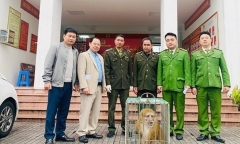 Cận cảnh cá thể khỉ vàng quý hiếm được người dân phát hiện tại cánh đồng ở Hà Tĩnh