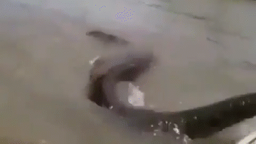 Video: Người đàn ông dùng tay không bắt trăn Anaconda 