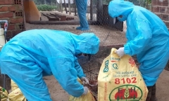 Quảng Ngãi lần đầu tiên xuất hiện ổ dịch cúm A (H5N8)
