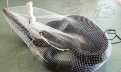 Hà Tĩnh: Rắn hổ mang chúa dài hơn 3m bò vào trường cấp 2