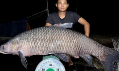 Cá trắm đen nặng 41kg được cần thủ bán với giá tiền khủng