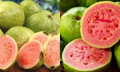 Đừng ăn ổi nếu bạn mắc những bệnh này