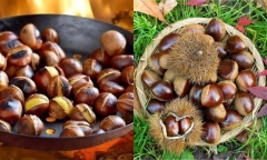 Đừng ăn hạt dẻ nướng quá nhiều nếu bạn không muốn gặp những vấn đề này