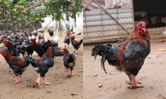 Hà Nam: Người dân kiếm hàng trăm triệu đồng tiễn lãi vào dịp Tết nhờ loại gà quý hiếm này