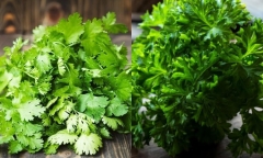 Đừng ăn rau mùi nếu bạn là một trong những nhóm người này