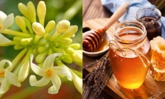 Đừng uống hoa đu đủ đực ngâm mật ong nếu bạn chưa biết điều này
