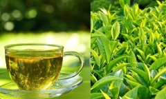 Đừng uống nước chè xanh nếu bạn thuộc một trong những nhóm người này