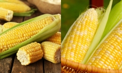 Ngô là loại ngũ cốc nguyên hạt bổ dưỡng, có khả năng chống ung thư nhưng 