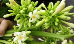 Đừng dùng hoa đu đủ đực nếu bạn thuộc vào một trong 4 nhóm người này