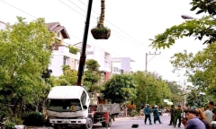Tin tức thời sự 24h: Cẩu cây cảnh chạm vào đường dây điện, tài xế tử vong