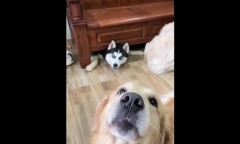 Phản ứng hài hước của chú chó Husky khi phát hiện “bạn cùng nhà” được cho thịt