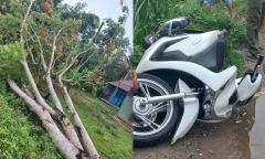 Cây phượng bật gốc đổ làm đứt dây điện, 2 thanh niên bị điện giật tử vong