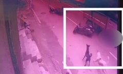 Clip: Chó hoang truy đuổi, 2 thiếu niên ngã xuống đường bị ô tô cán nguy kịch