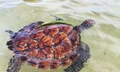 Bắc Ninh: Nam bệnh nhân rơi từ tầng 8 bệnh viện, tử vong