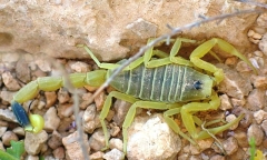 Loài vật 
