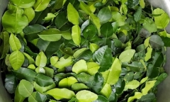 Loại lá ở Việt Nam mọc nhan nhản