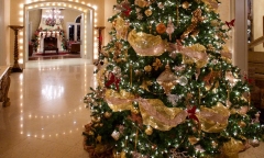 Vì sao cây thông Noel là biểu tượng của Giáng sinh?