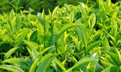 Một số loại lá cây có tác dụng hỗ trợ phòng bệnh ung thư mà mọi người nên biết