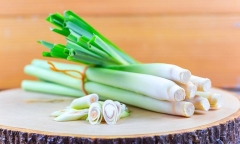 Côn trùng cũng phải “khiếp sợ” những loại cây này