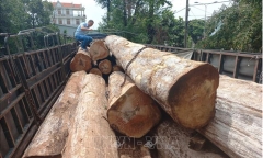 Khởi tố 2 đối tượng vận chuyển trái phép hàng chục mét khối gỗ