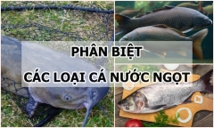 Cách phân biệt một số loại cá nước ngọt cực đơn giản
