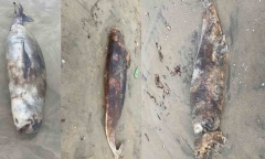 Phát hiện xác 3 con cá lạ trôi dạt vào bờ biển Hà Tĩnh