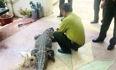 Tin tức thời sự 24h: Nam thanh niên phát hiện cá sấu nặng 50kg dưới kênh 