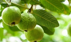 Trồng cây ổi trước nhà có tốt?