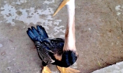 Phát hiện con vật 