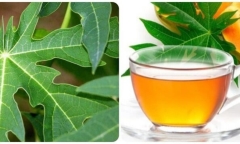 Loại lá tưởng chừng vứt đi nhưng lại tốt cho gan