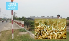 Bi kịch tình - tiền: Hạt lúa nảy mầm trên thi thể nữ đại gia, tố cáo tội ác của 