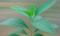 Uống cây mật gấu tốt cho lá gan?