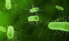 Triệu chứng thường gặp khi bị nhiễm khuẩn E.Coli