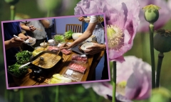 Người phụ nữ trồng 900 cây thuốc phiện trên mái nhà để... nhúng lẩu