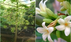 Hoa đu đủ đực tươi và hoa đu đủ đực khô dùng cái nào tốt hơn?