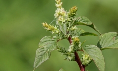 Loại rau rẻ tiền, bán đầy ở chợ quê không những tốt cho gan mà còn lọc sạch phổi