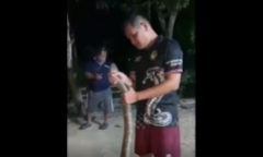 Clip: Nghẹt thở cảnh bắt sống rắn hổ mang chúa 3,3 mét ẩn náu trên trần nhà