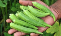Lợi ích của đậu bắp đối với bệnh nhân tiểu đường?