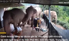 Cảnh tượng đáng sợ khi đàn voi rừng lao vào nhà dân