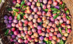 Đừng ăn mận nếu bạn thuộc một trong những nhóm người này