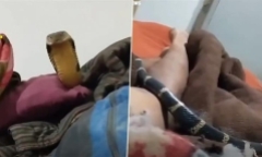 Clip: Rợn người cảnh rắn hổ mang chúa bò lên chân người đàn ông và cái kết